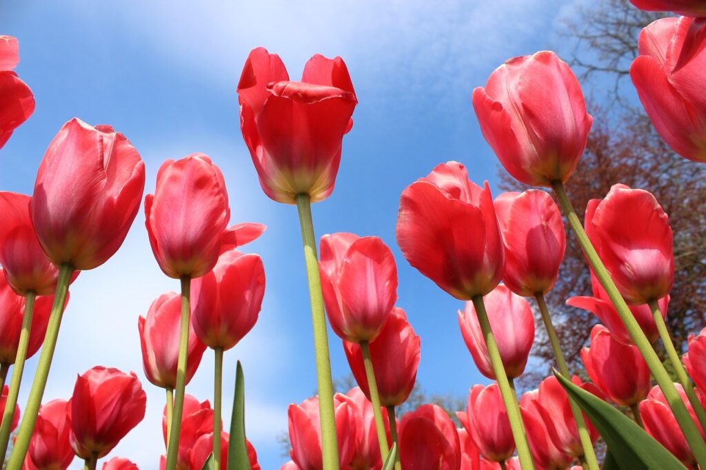 flowers, tulips, spring-882828.jpg