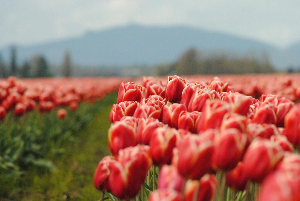 tulips, flowers, field-4232275.jpg